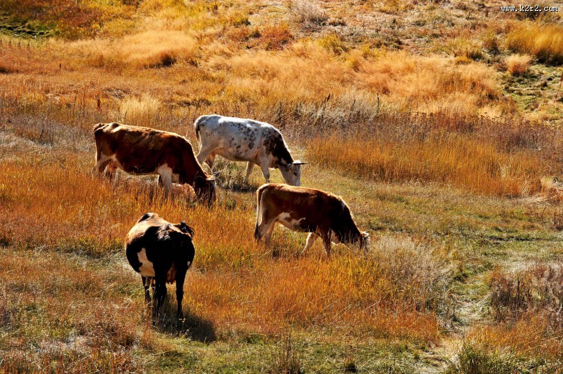 北疆秋色风景图片