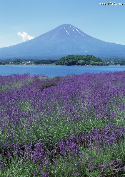 日本富士山春天风景图片