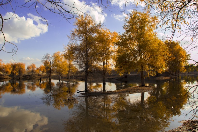 内蒙古额济纳胡杨林风景图片大全