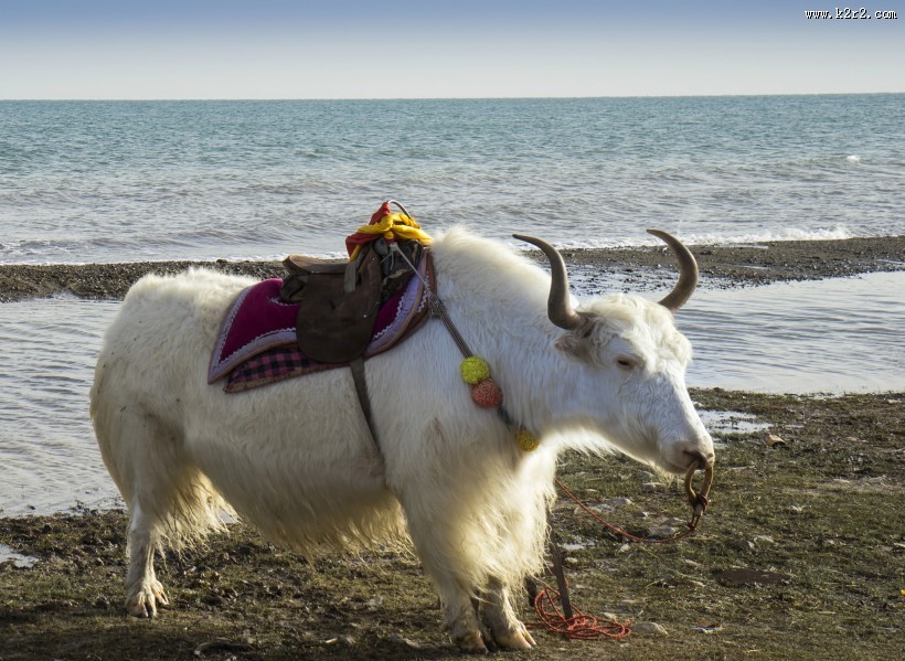 大美青海湖风景图片