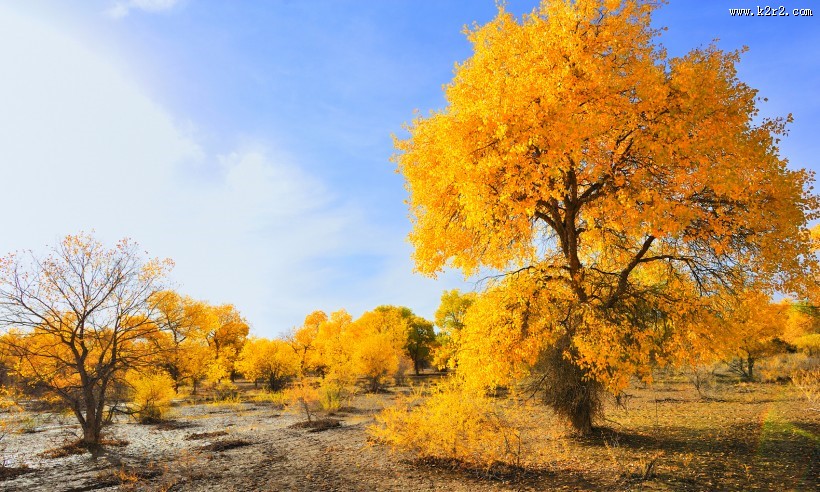内蒙古额济纳胡杨林风景图片大全