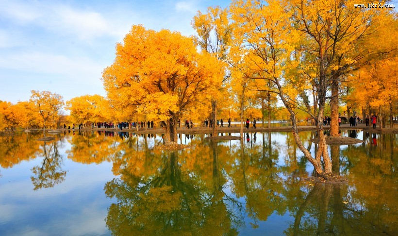 内蒙古额济纳胡杨林风景图片大全