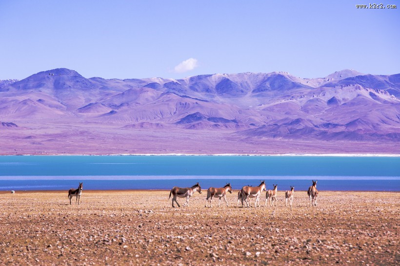 西藏阿里改则风景图片大全