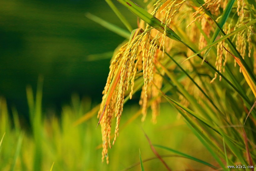 广西龙脊梯田风景图片大全