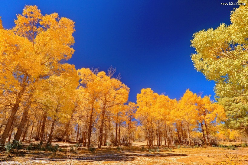 内蒙古额济纳胡杨林风景图片