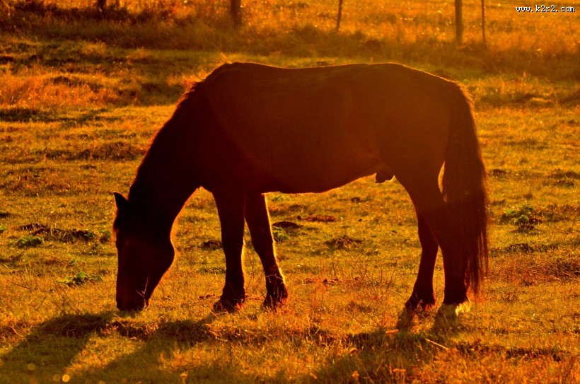 新疆白哈巴村风景图片