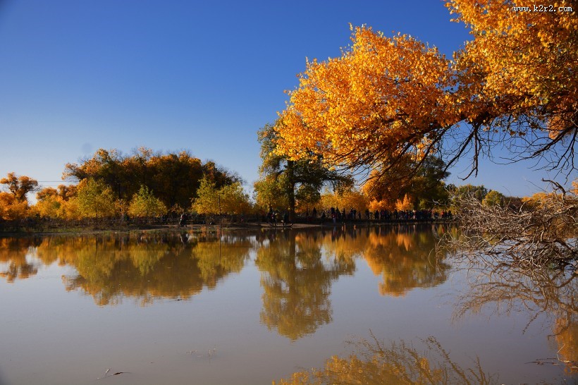 内蒙古额济纳胡杨林风景图片