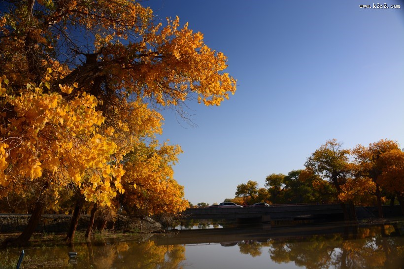 内蒙古额济纳胡杨林风景图片