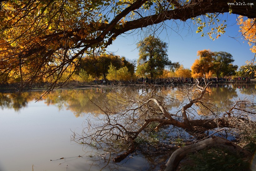 内蒙古额济纳胡杨林风景图片