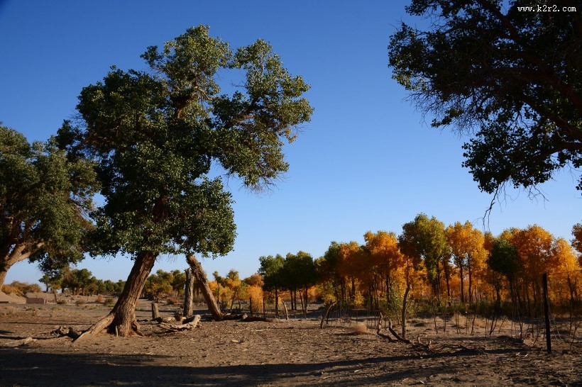 内蒙古额济纳胡杨林风景图片