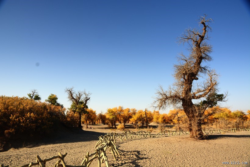 内蒙古额济纳胡杨林美丽风景图片大全