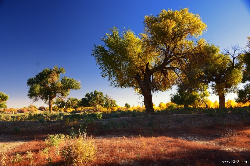 内蒙古额济纳胡杨林美丽风景图片大全