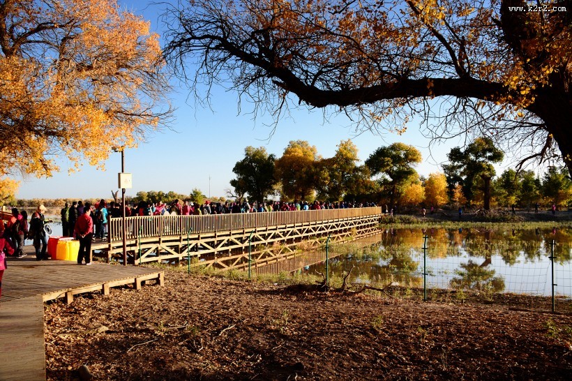 内蒙古额济纳胡杨林美丽风景图片大全