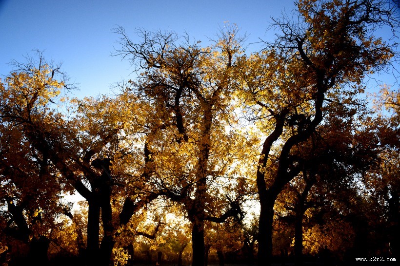 内蒙古额济纳胡杨林美丽风景图片大全