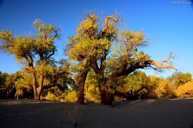 内蒙古额济纳胡杨林美丽风景图片大全