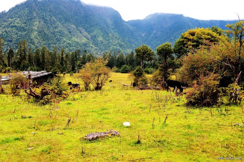 西藏林芝南伊沟风景图片大全