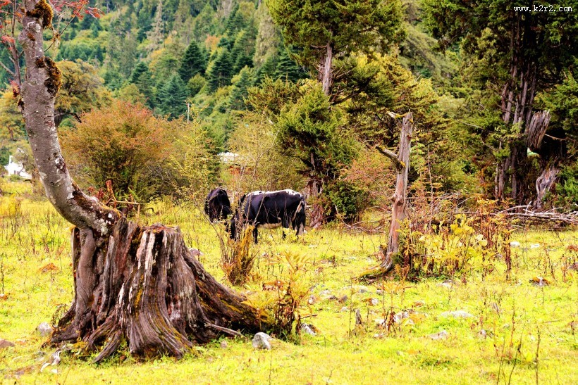 西藏林芝南伊沟风景图片大全