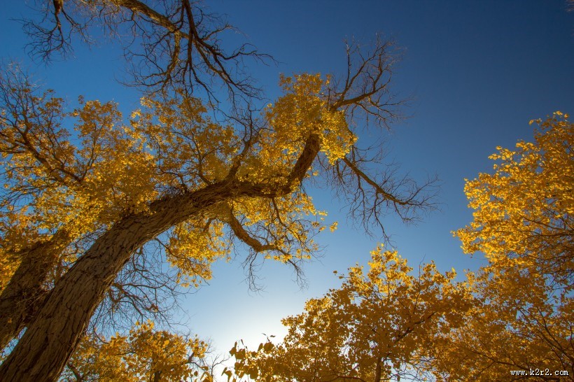 内蒙古额济纳胡杨林风景图片