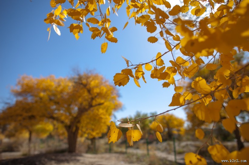 内蒙古额济纳胡杨林风景图片