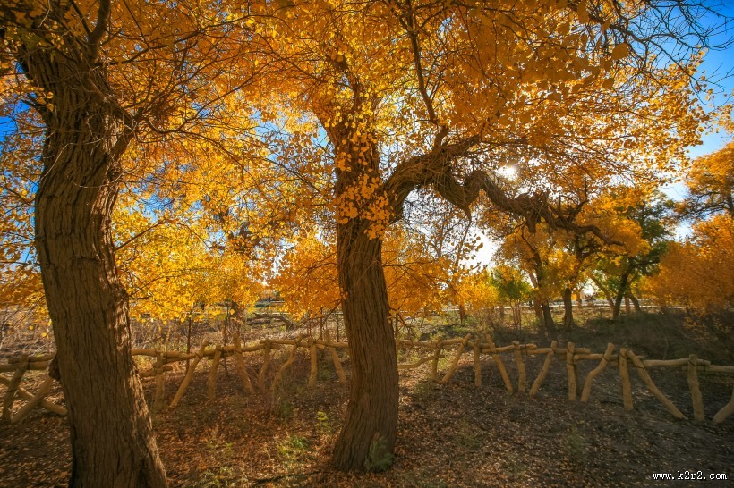 内蒙古额济纳胡杨林风景图片