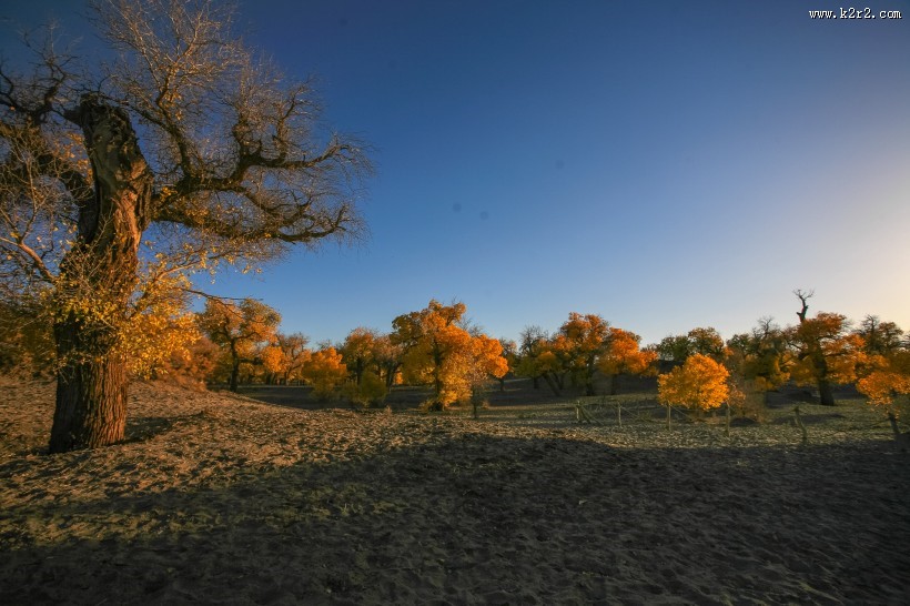 内蒙古额济纳胡杨林风景图片