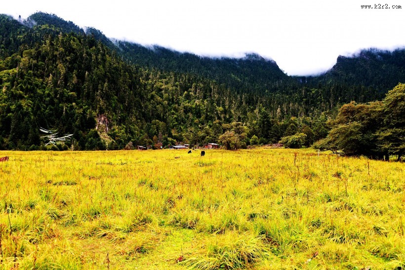 西藏林芝南伊沟风景图片
