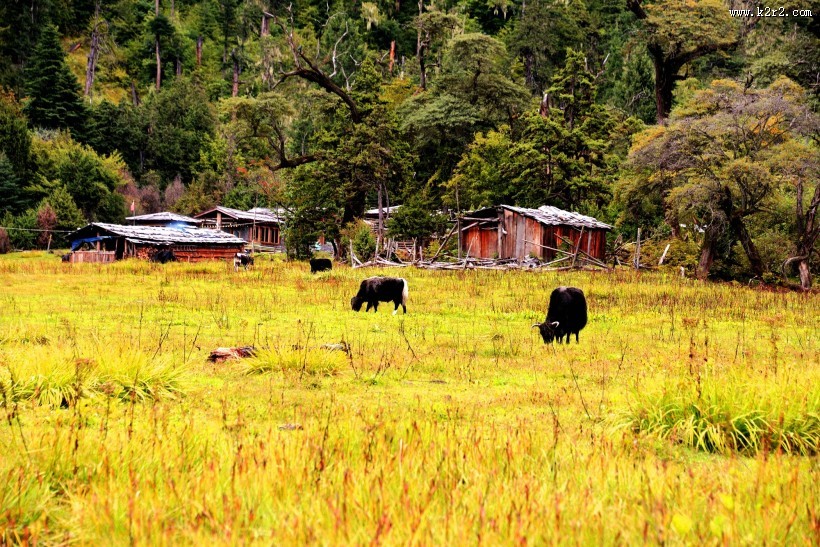 西藏林芝南伊沟风景图片