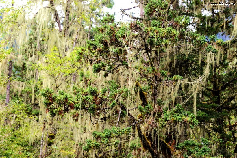 西藏林芝南伊沟风景图片