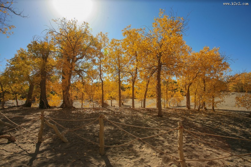 内蒙古额济纳胡杨林风景图片大全