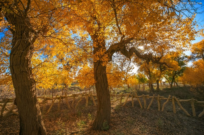 内蒙古额济纳胡杨林风景图片大全