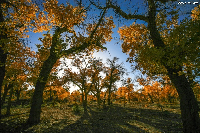 内蒙古额济纳胡杨林风景图片大全