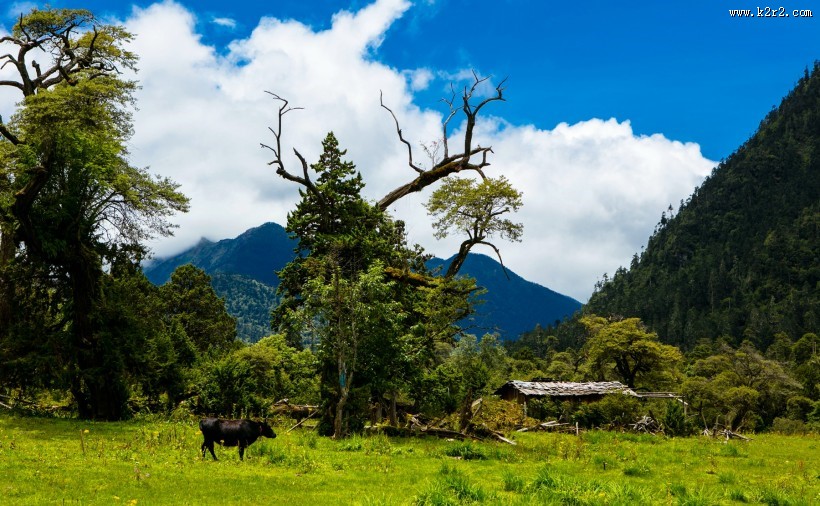西藏南伊沟风景图片大全