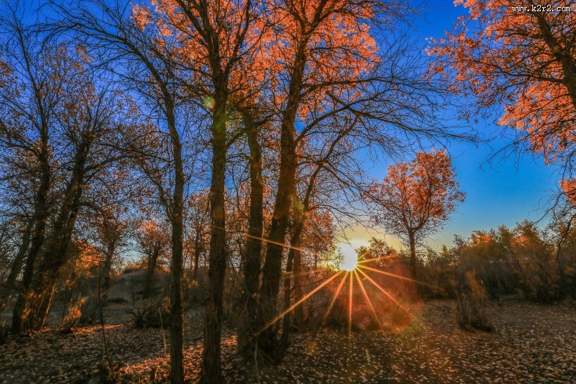 内蒙古额济纳胡杨林风景图片大全
