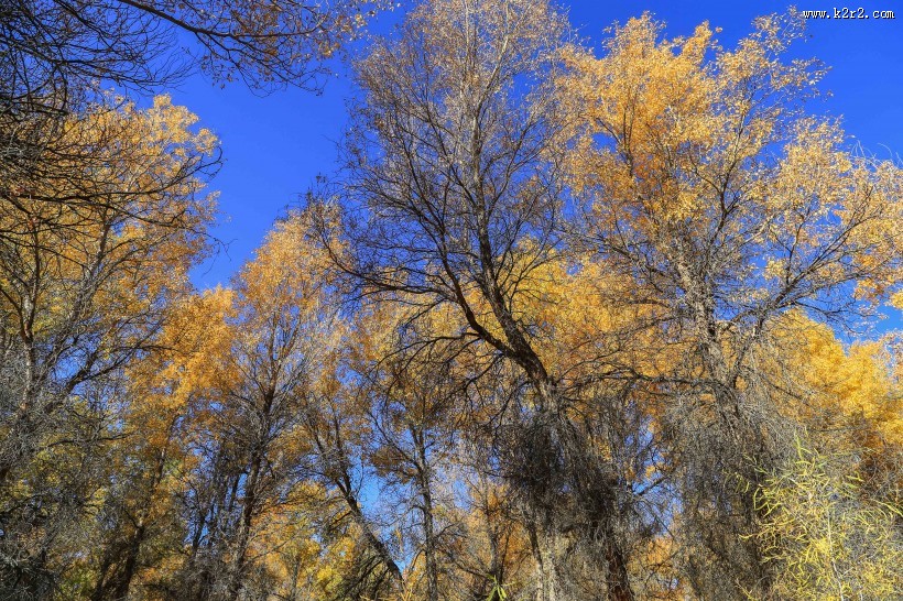 内蒙古额济纳胡杨林风景图片大全