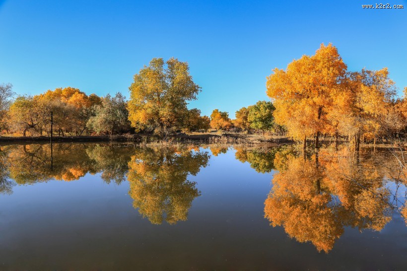 内蒙古额济纳胡杨林风景图片大全