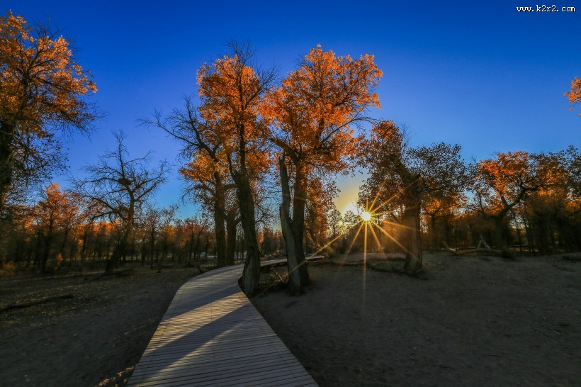 内蒙古额济纳胡杨林风景图片大全