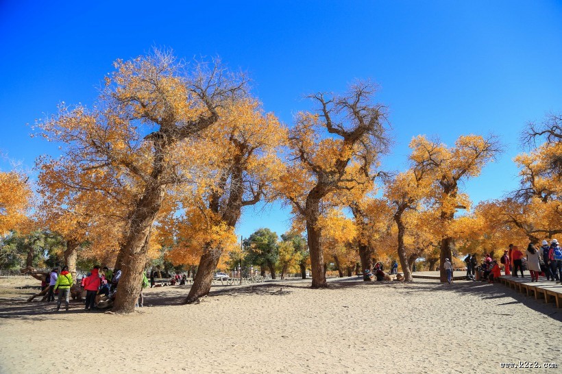 内蒙古额济纳胡杨林风景图片大全