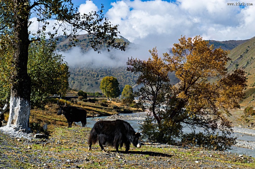 四川新都桥风景图片