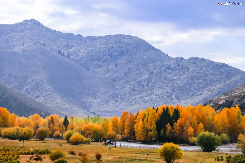 新疆可可托海的金秋景色大全