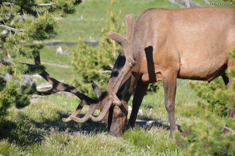 黄石公园动物篇图片大全