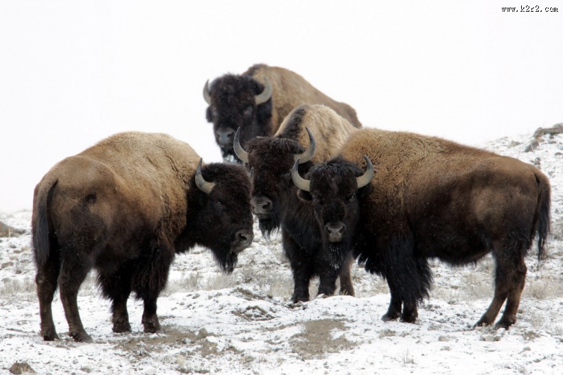 黄石公园动物篇图片