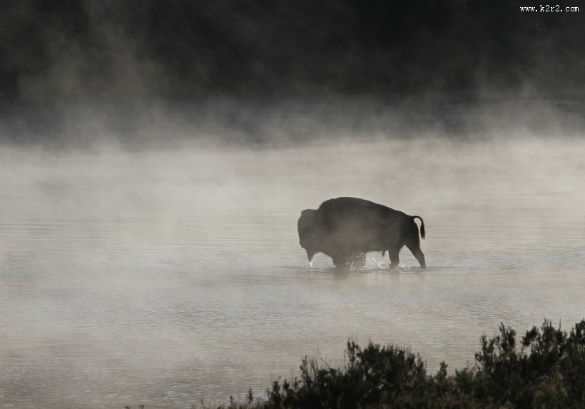 黄石公园动物篇图片