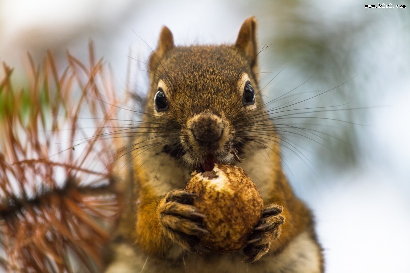 黄石公园动物篇图片