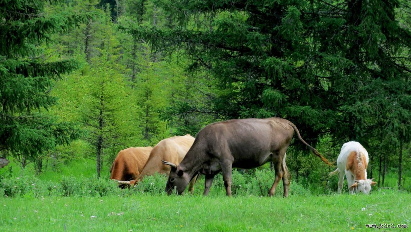 新疆喀纳斯风景图片大全