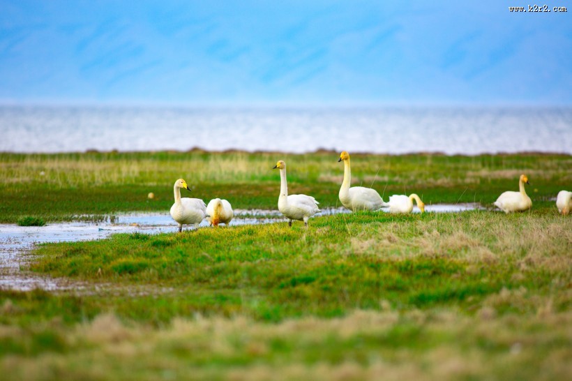 新疆赛里木湖风景图片大全