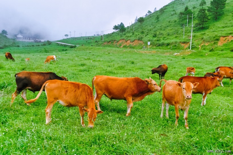 重庆千野草场风景图片大全