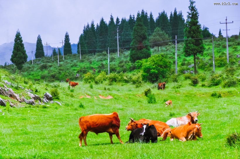 重庆千野草场风景图片大全