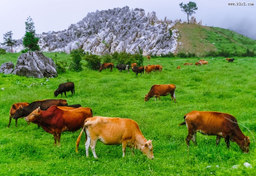 重庆千野草场风景图片大全