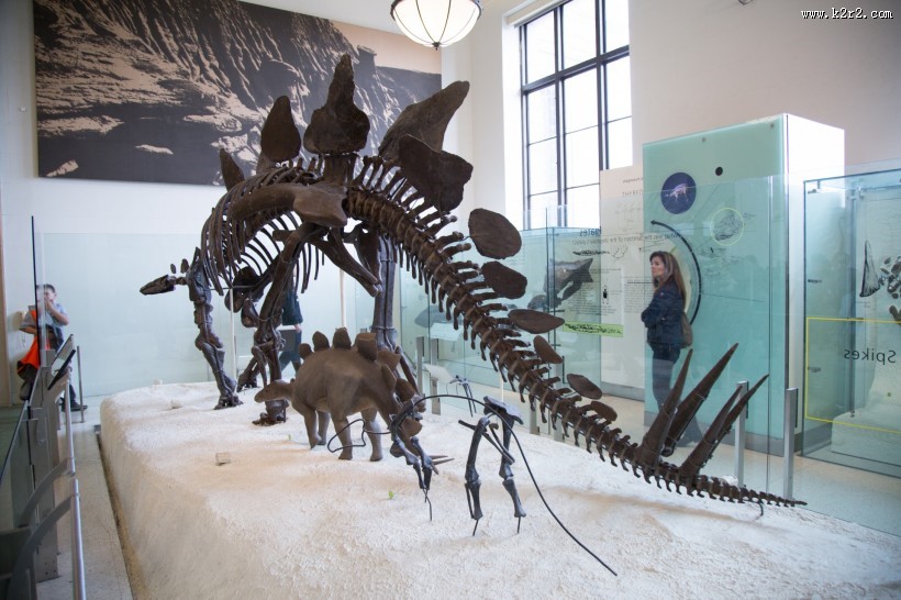 美国自然史博物馆内部图片大全