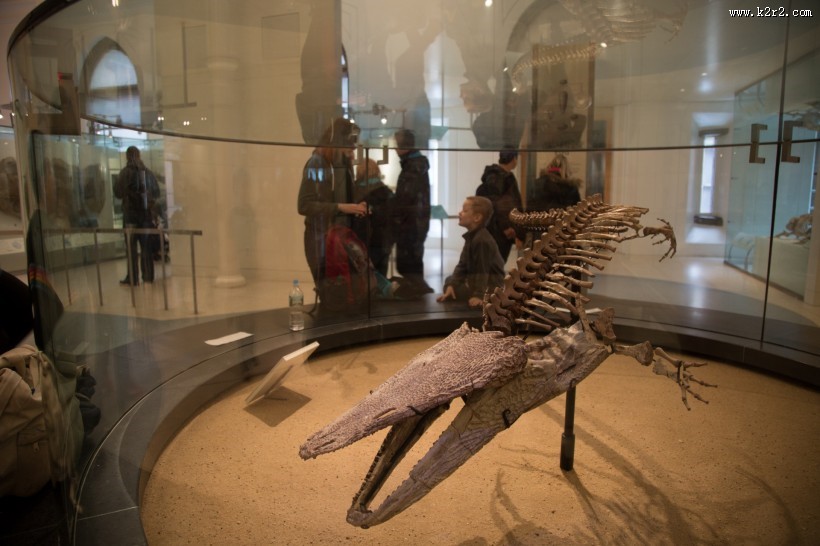 美国自然史博物馆内部图片